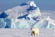 Фонд Notivory — партнерство для защиты Арктики
