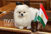 Пес Лукашенко улегся на столе в резиденции президента Таджикистана: Звери: Из жизни: Lenta.ru